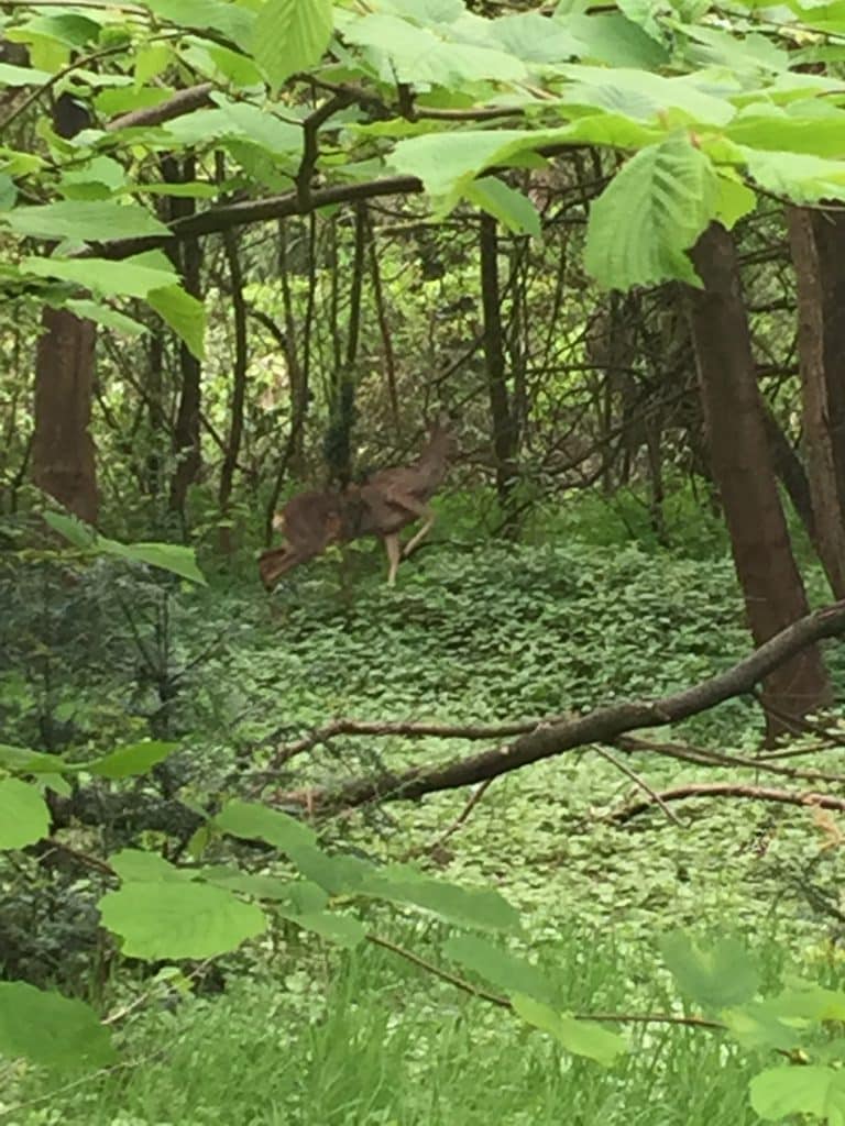 Ree in de tuin Vakantiehuisje Drenthe Huis ten Bos